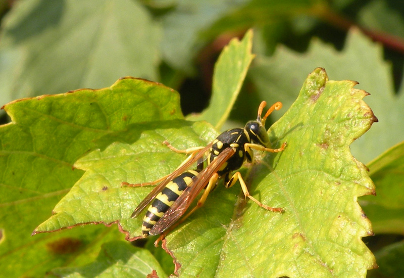 Probabile Odynerus sp. e maschio di Polistes gallicus